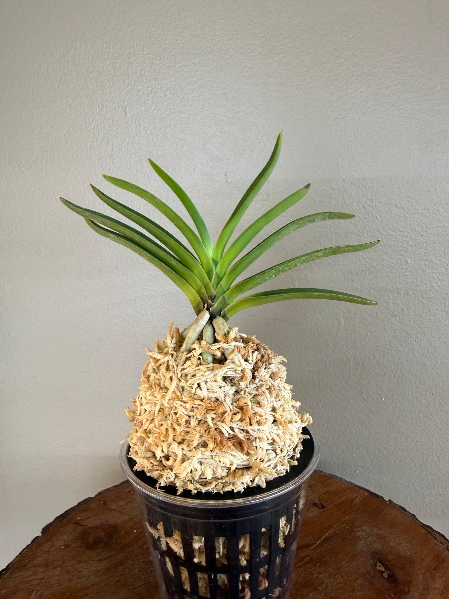 Neofinetia falcata Mangekyo 万華境