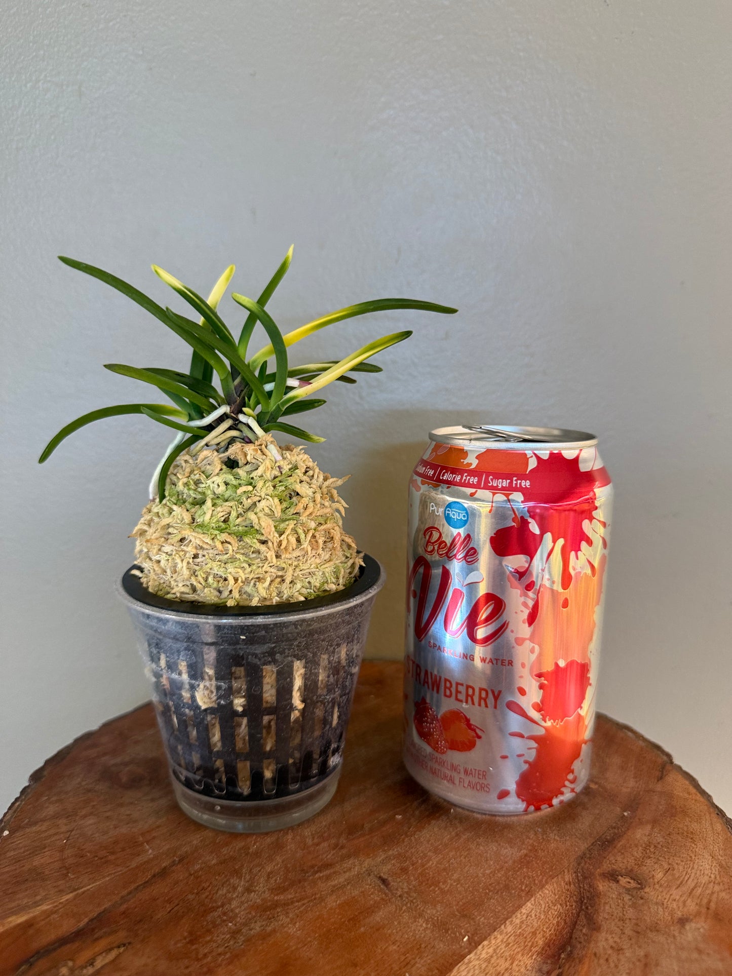 Neofinetia falcata Hokage 火影