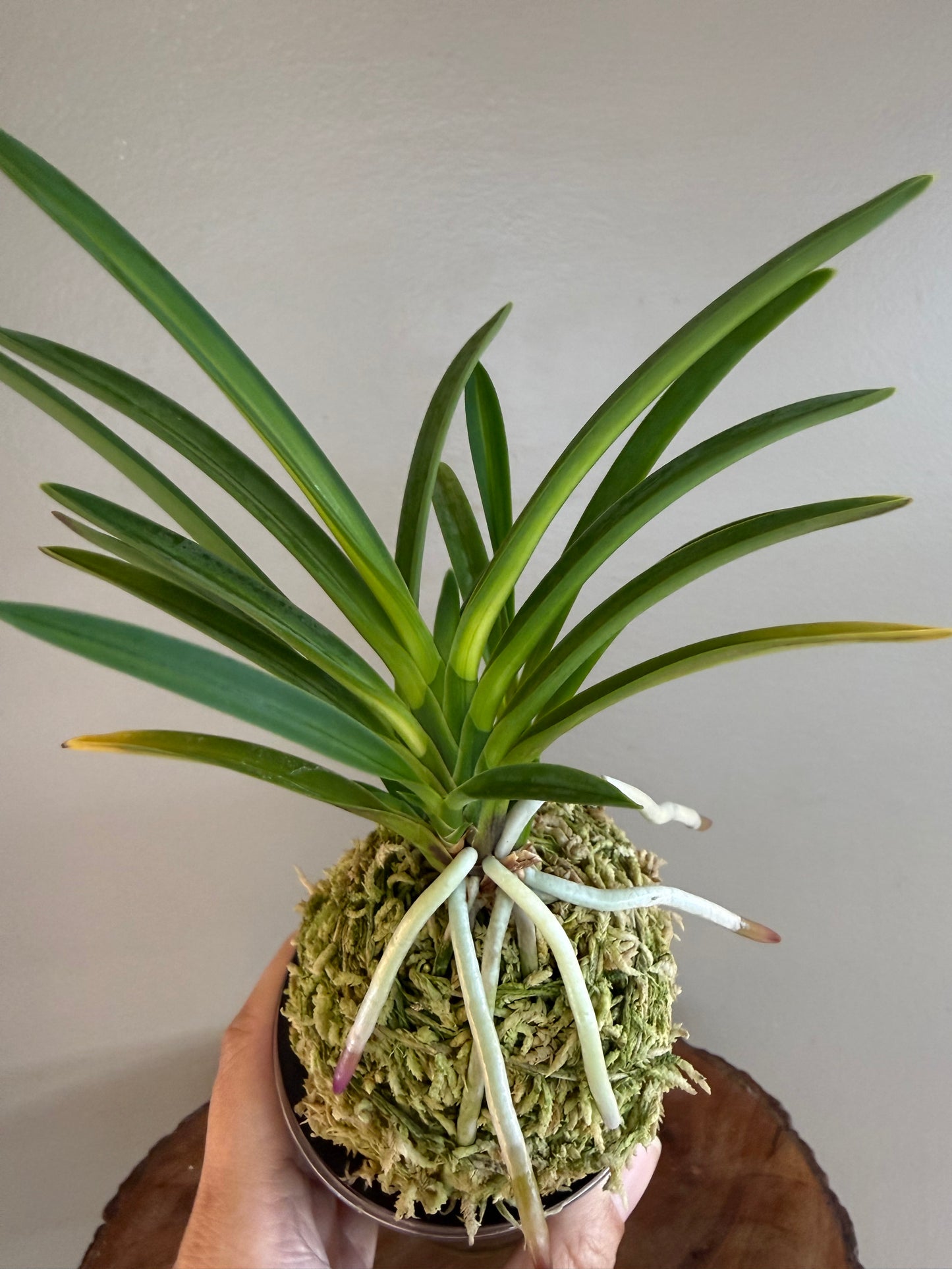Neofinetia falcata Unhak (Unkaku) 雲鶴