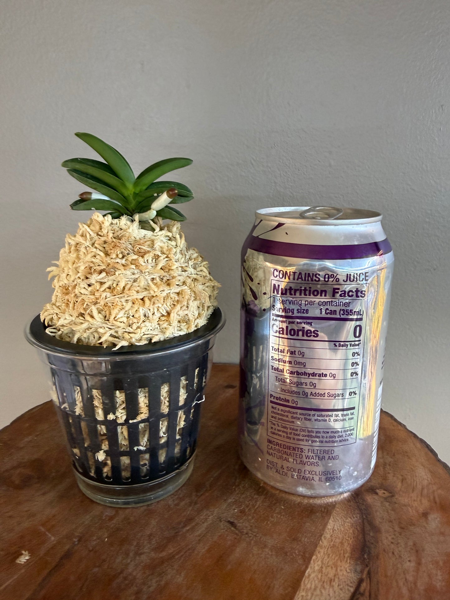 Neofinetia falcata Jangwon 壯元