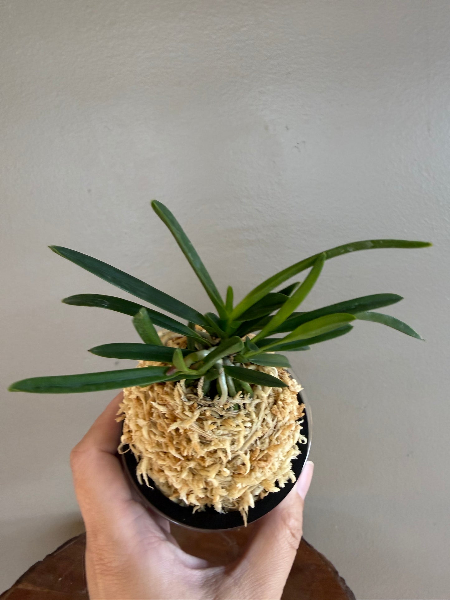 Neofinetia falcata Hisui 翡翠