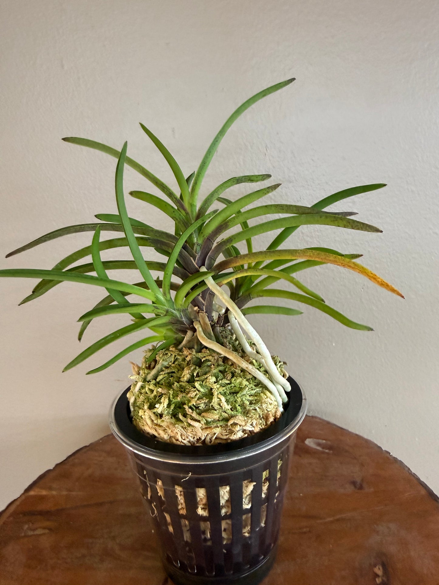 Neofinetia falcata Manjushage 曼珠沙華
