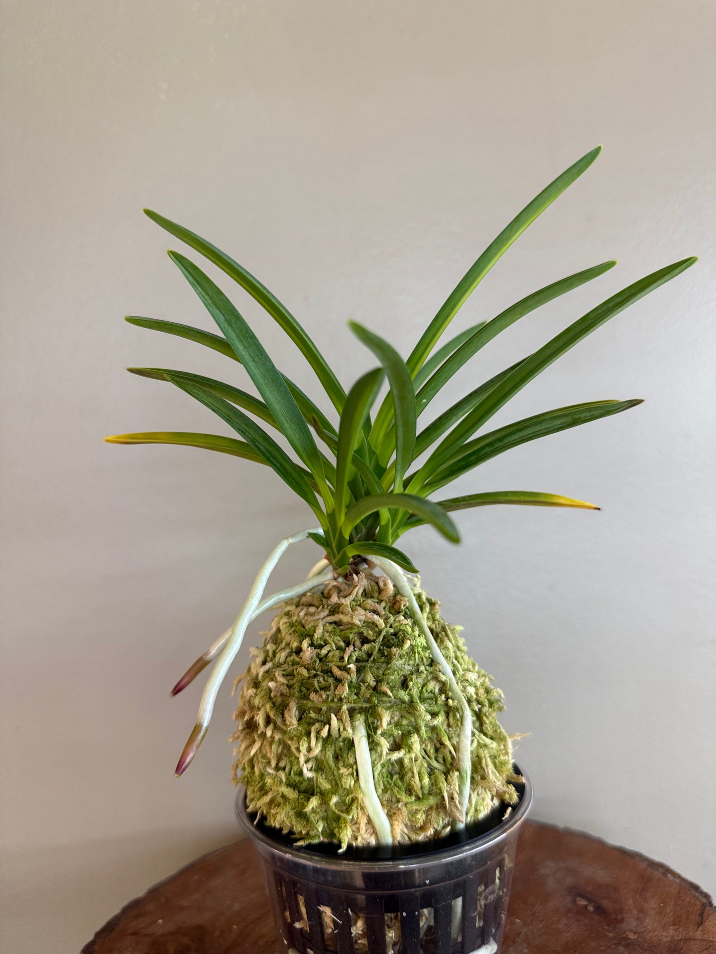 Neofinetia falcata Unhak (Unkaku) 雲鶴