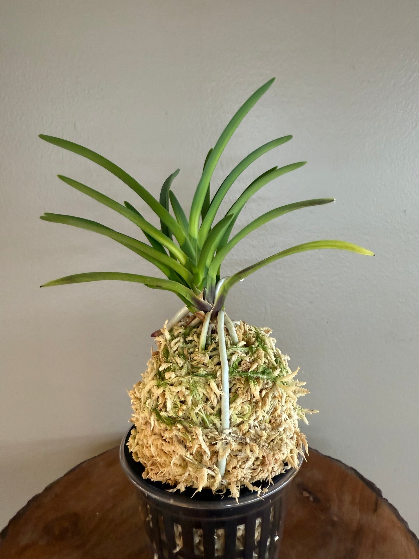 Neofinetia falcata Unhak (Unkaku) 雲鶴