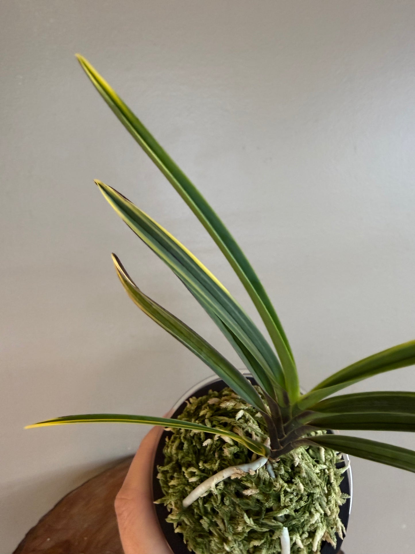 Neofinetia falcata Ouyashima 大八州