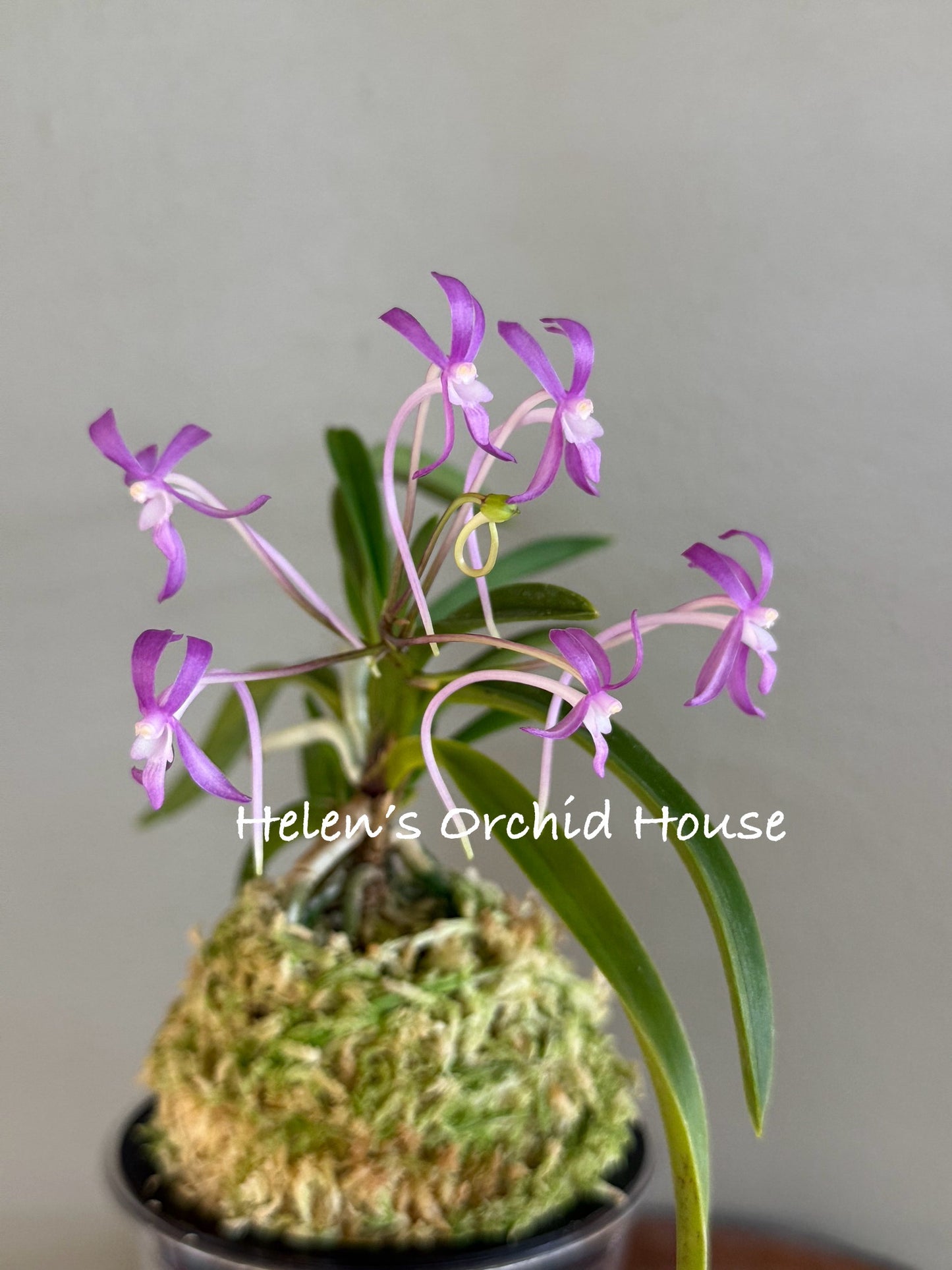 Neofinetia falcata Honggang 紅綱