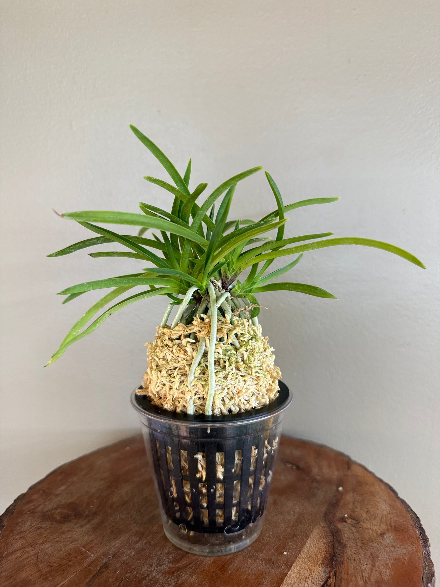 Neofinetia falcata Kibana 黃花