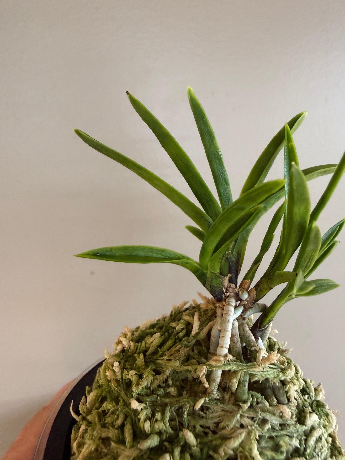 Neofinetia falcata Kinkosei 金光星