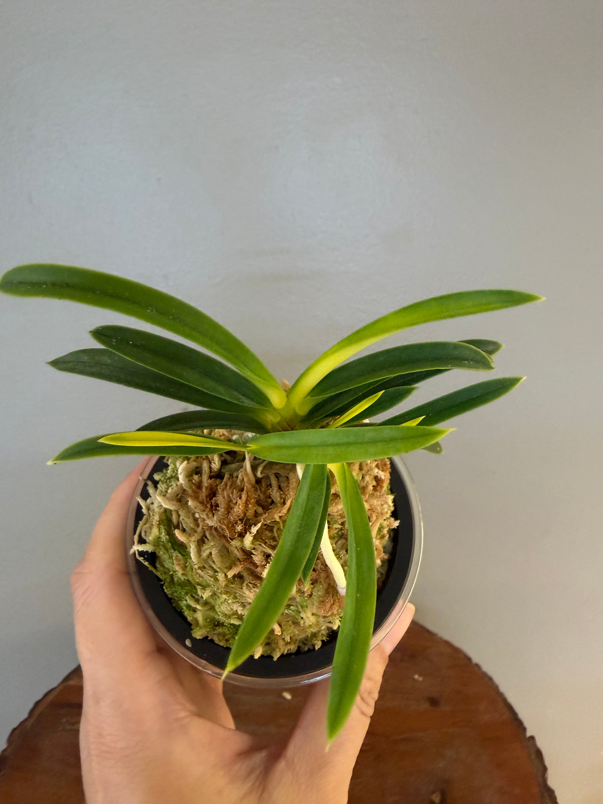 Neofinetia falcata Izumibotan 泉牡丹