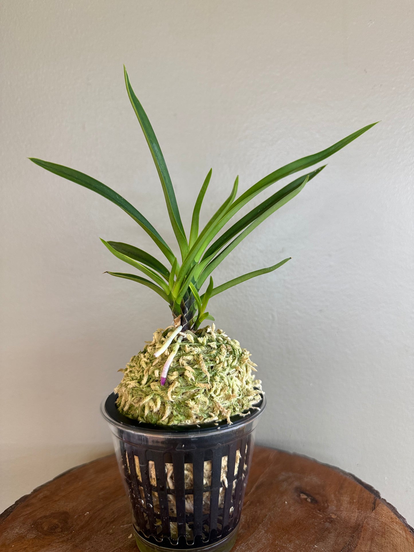 Neofinetia falcata Gogung(Kokyu) 故宮