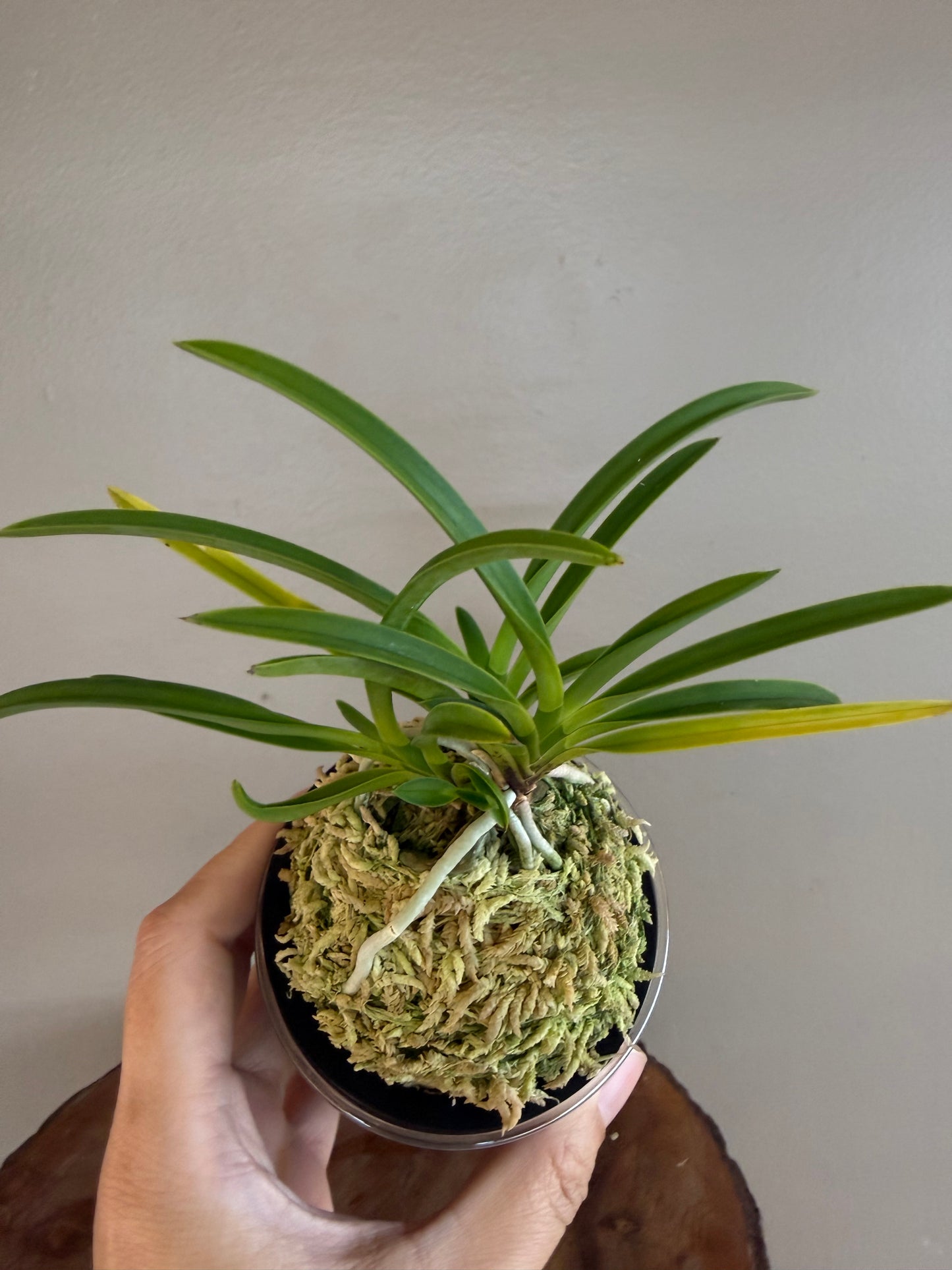 Neofinetia falcata Kyobijin 京美人
