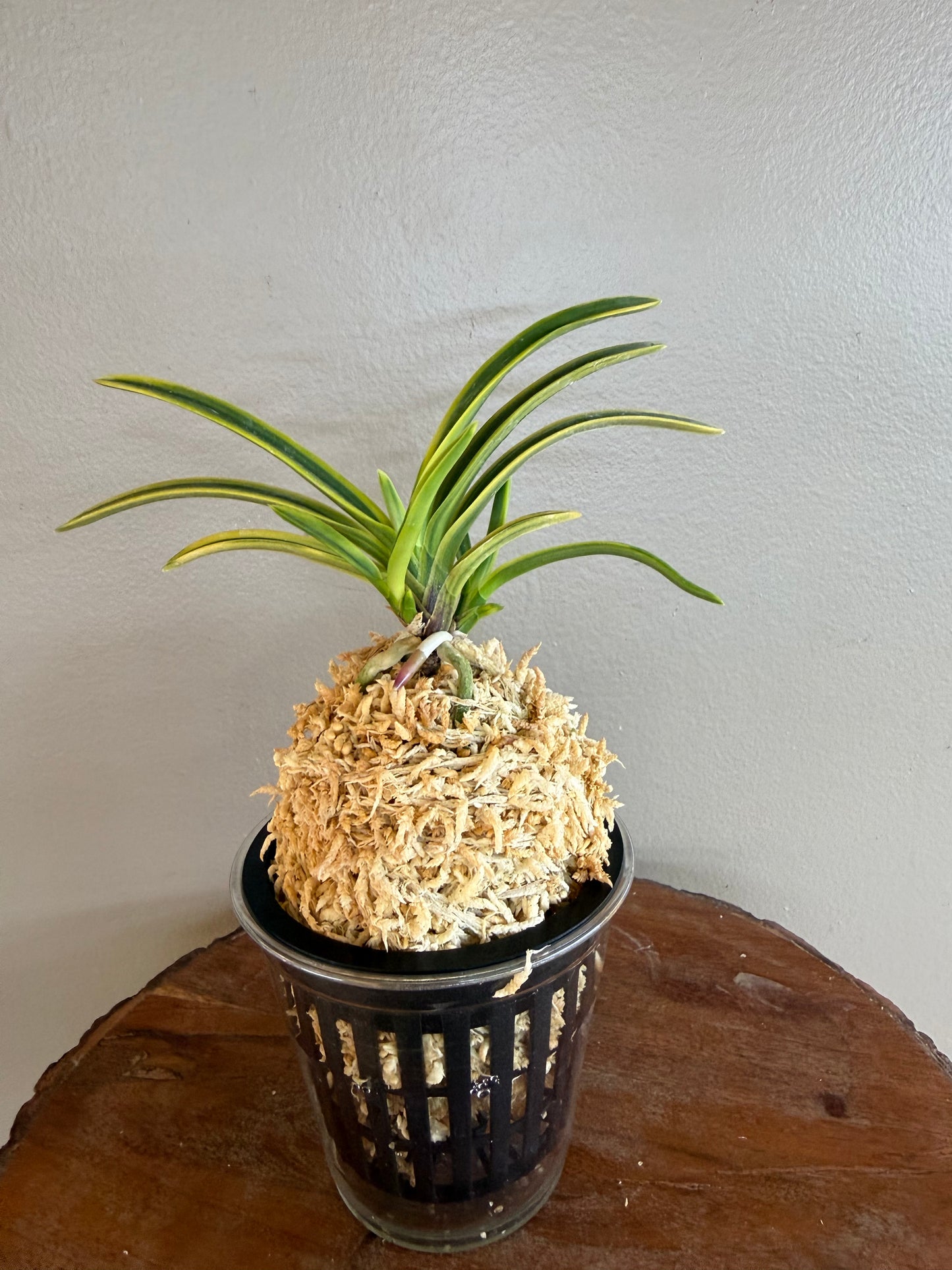 Neofinetia falcata Renjomaru 連城丸