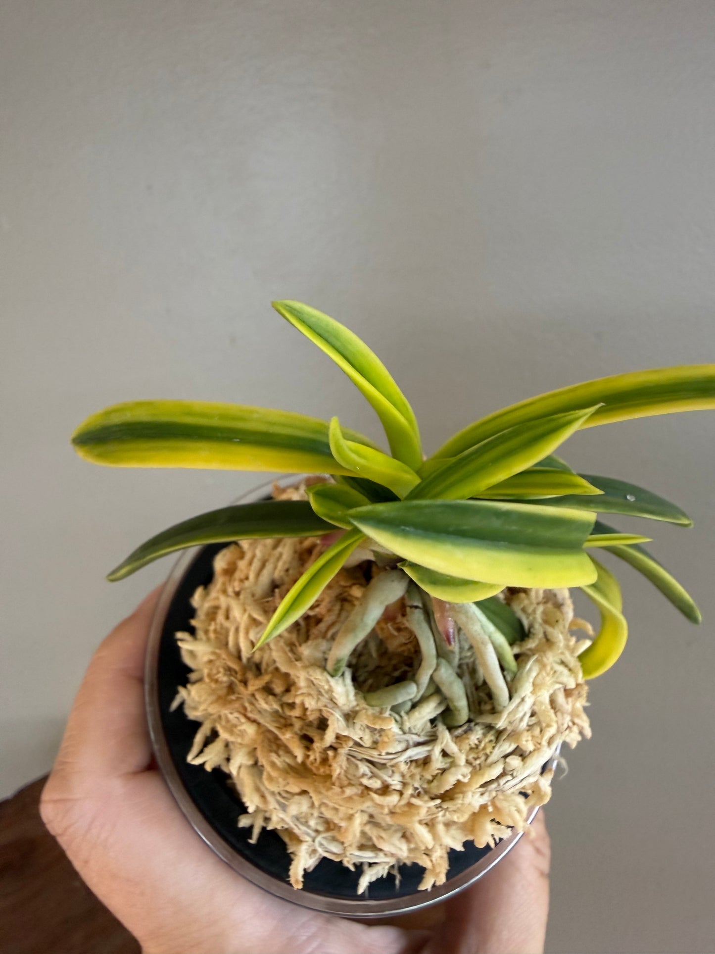 Neofinetia falcata Fugaku 富嶽