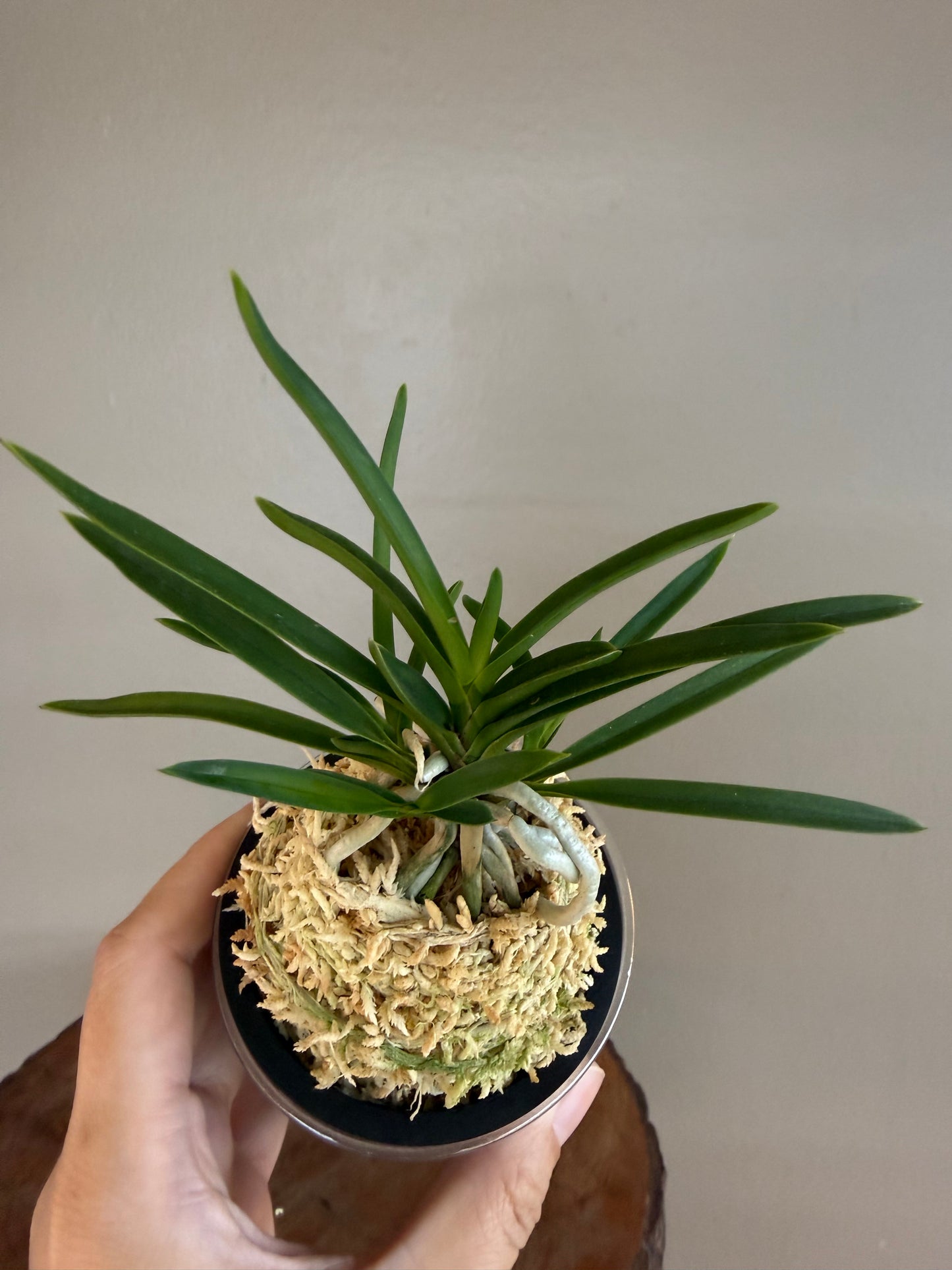Neofinetia falcata Manjushage 曼珠沙華