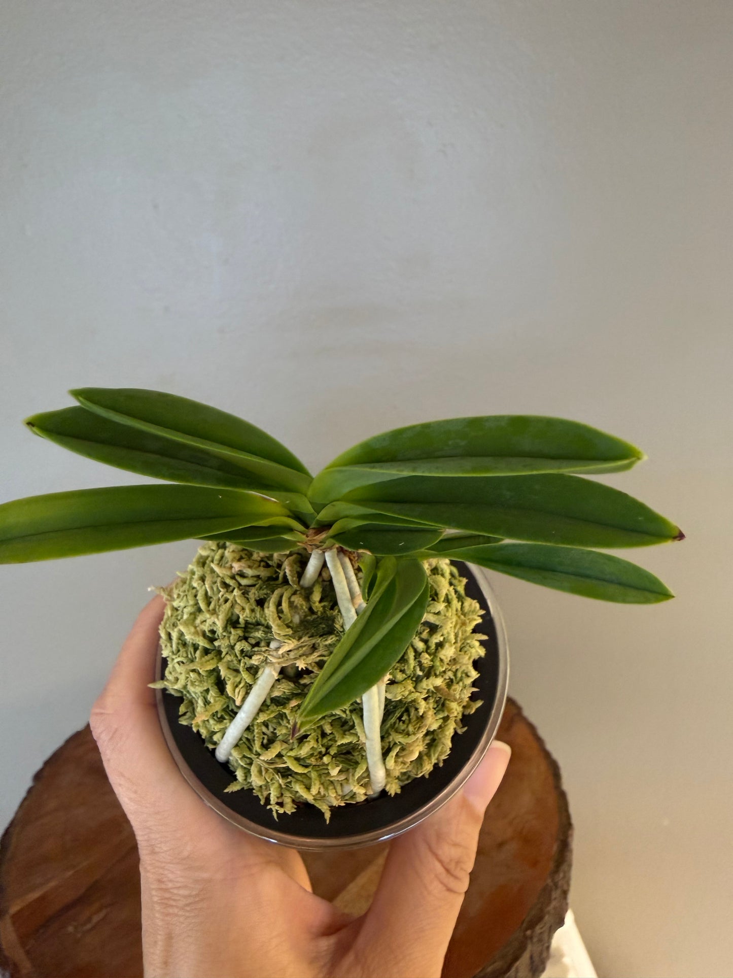Neofinetia falcata Hongsojeong 紅㗛頂