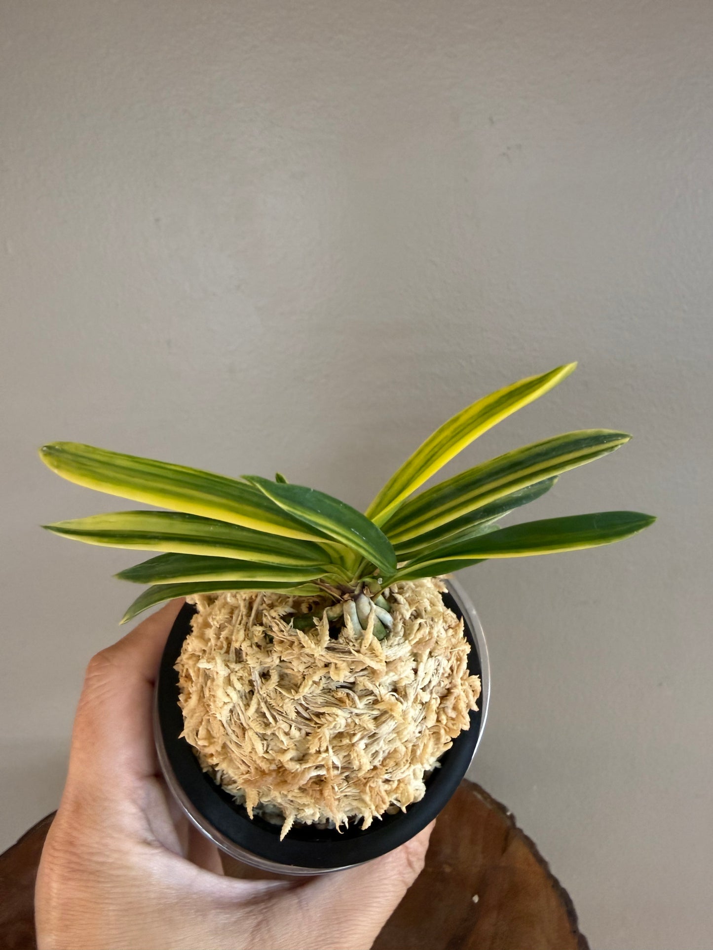 Neofinetia falcata Fugaku 富嶽