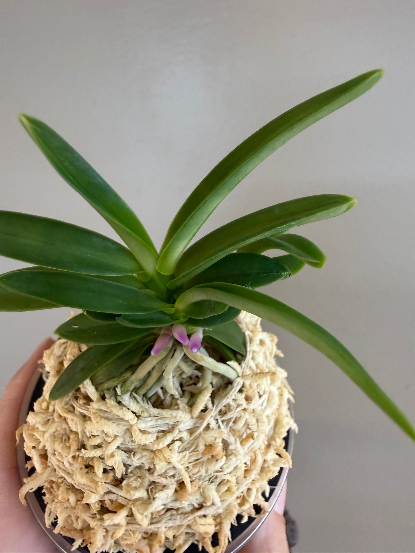 Neofinetia falcata Homeiden 豊明殿
