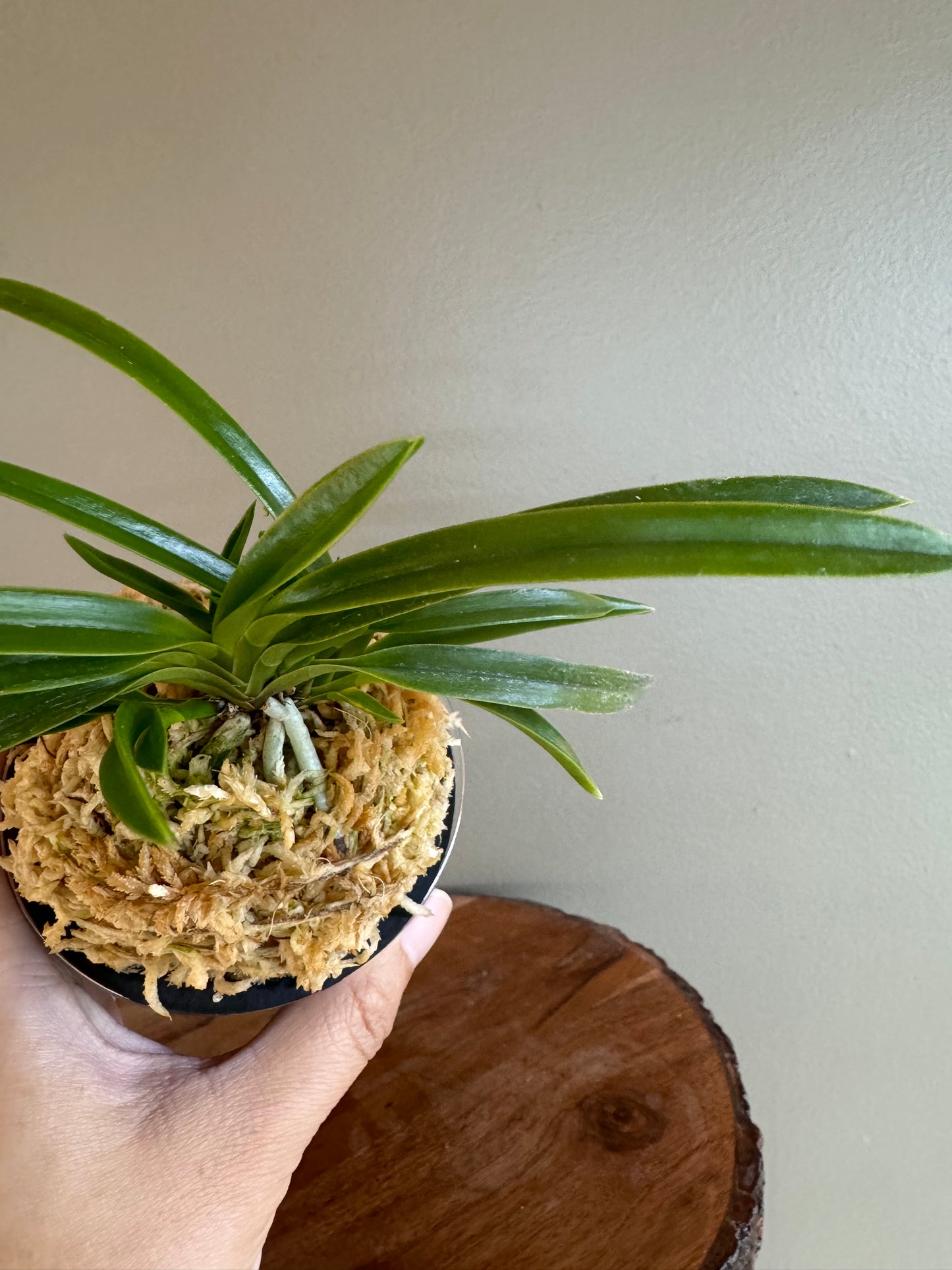 Neofinetia falcata Konpeki 紺碧