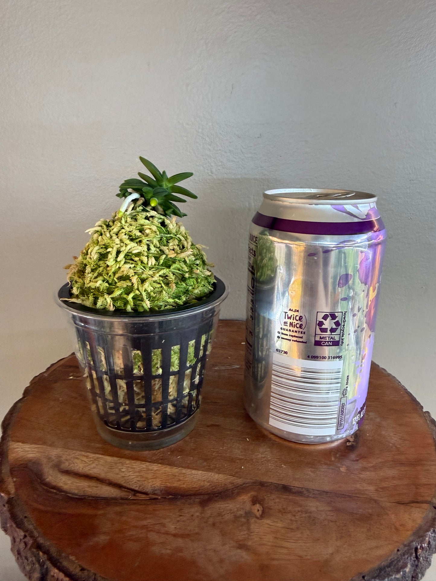 Neofinetia falcata Senzai 千載
