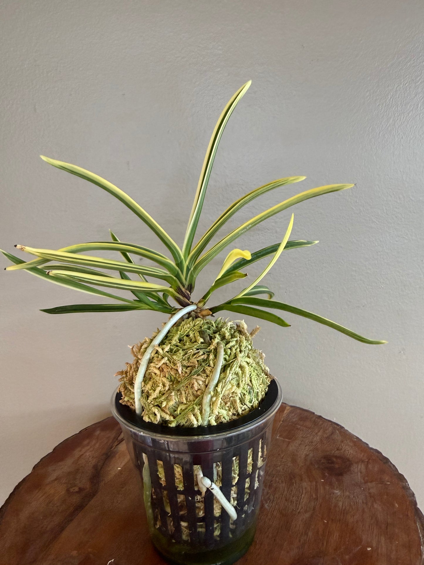 Neofinetia falcata Gojo Fukurin 御城覆輪