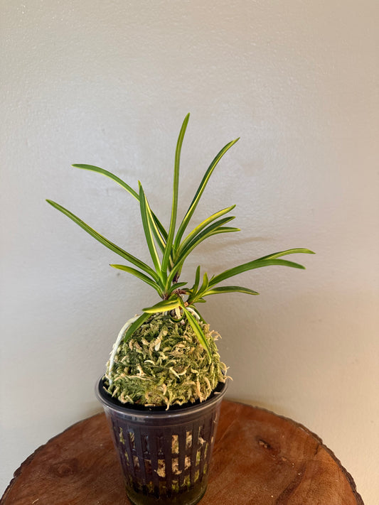 Neofinetia falcata Shinkoto 新湖東