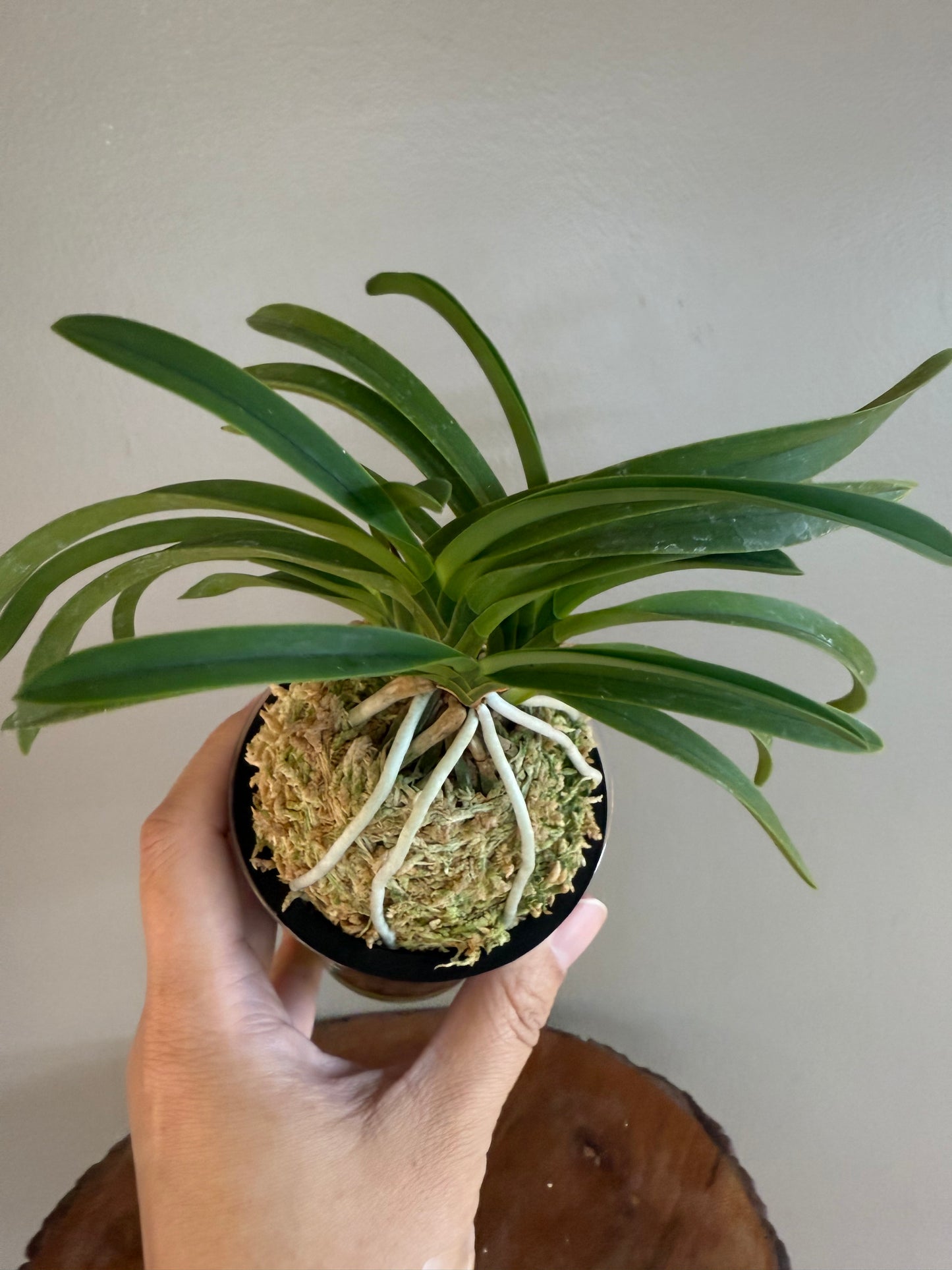 Neofinetia falcata Honggang 紅綱