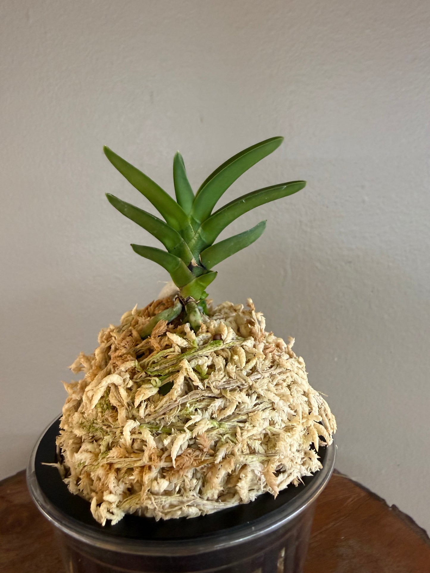 Neofinetia falcata Suisen 翠扇