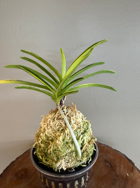 Neofinetia falcata Shukou Nishiki 秋紅錦