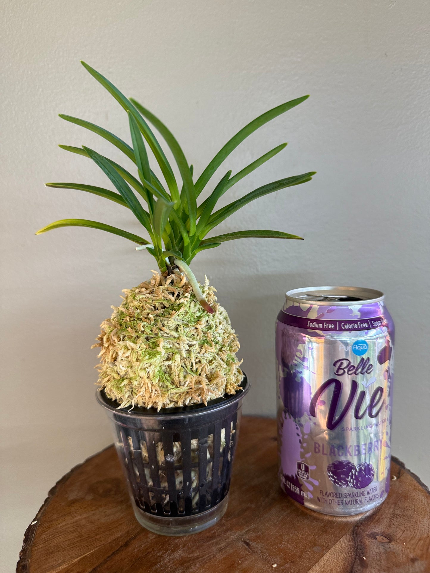 Neofinetia falcata Unhak (Unkaku) 雲鶴