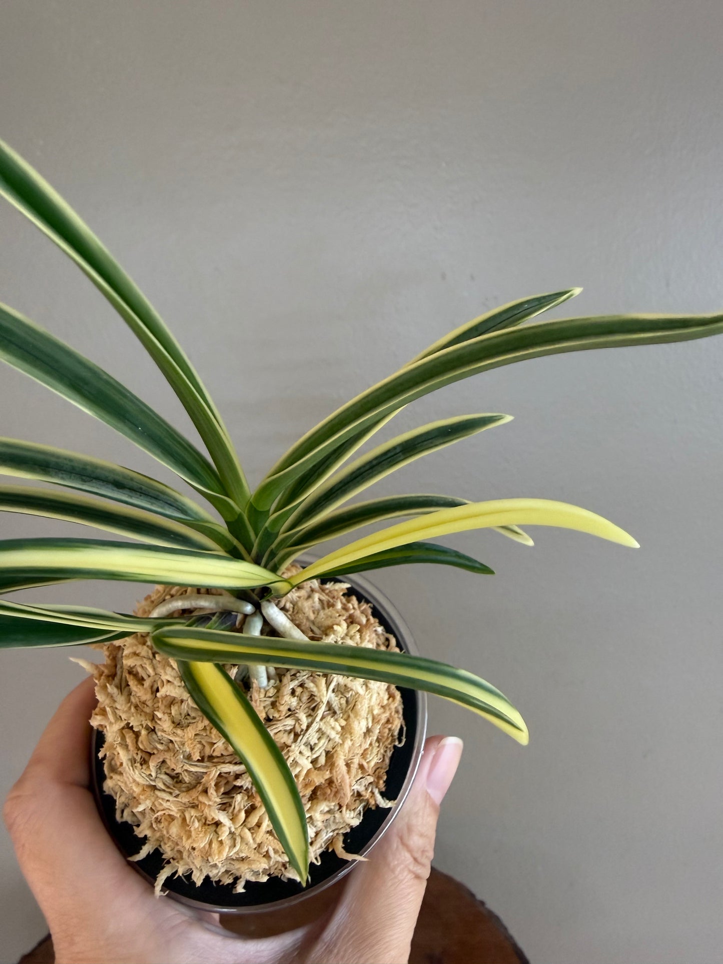 Neofinetia falcata Hongyeon 紅宴