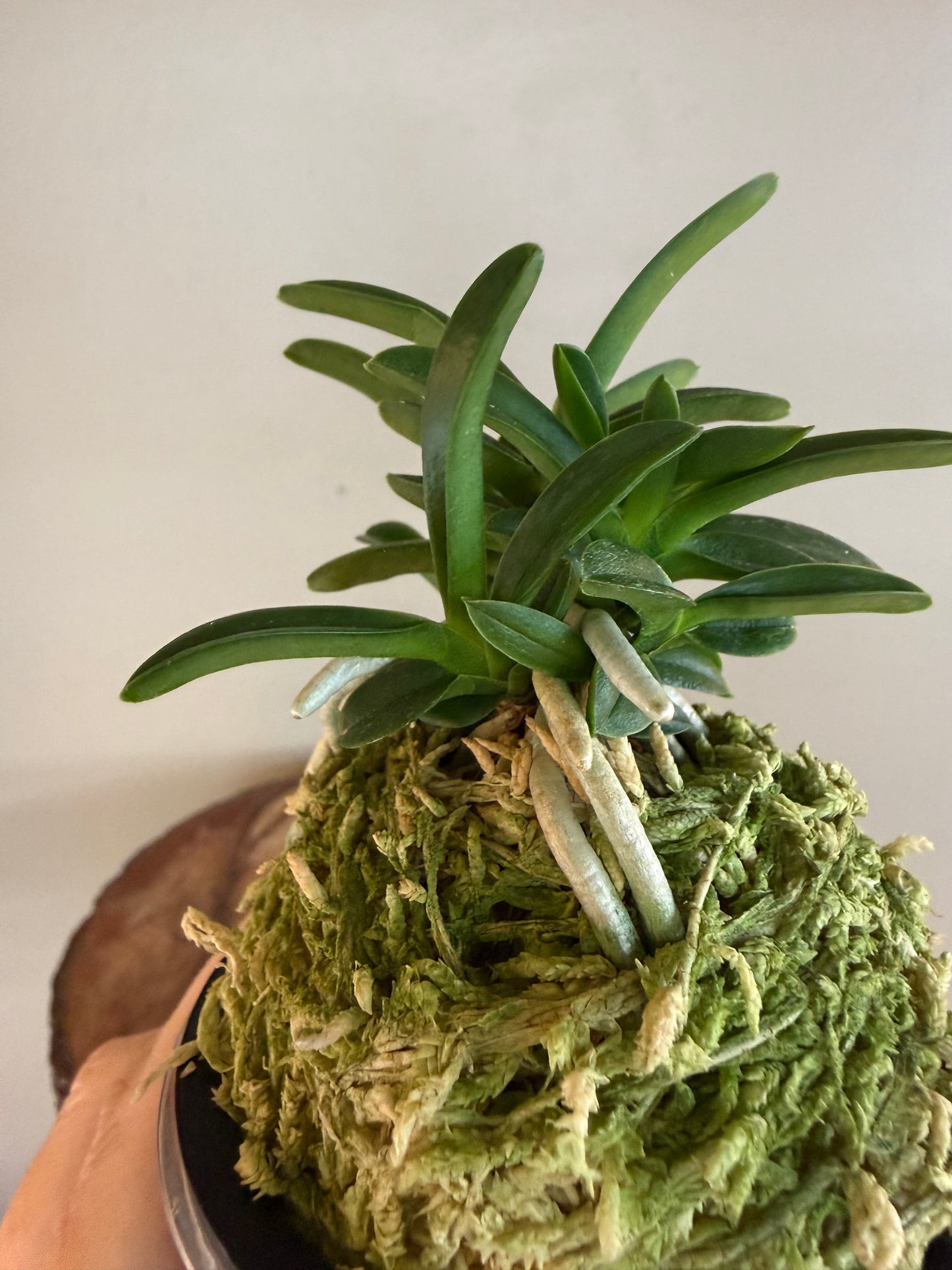 Neofinetia falcata Odong 烏童(Eboshimaru Short Leaves ）