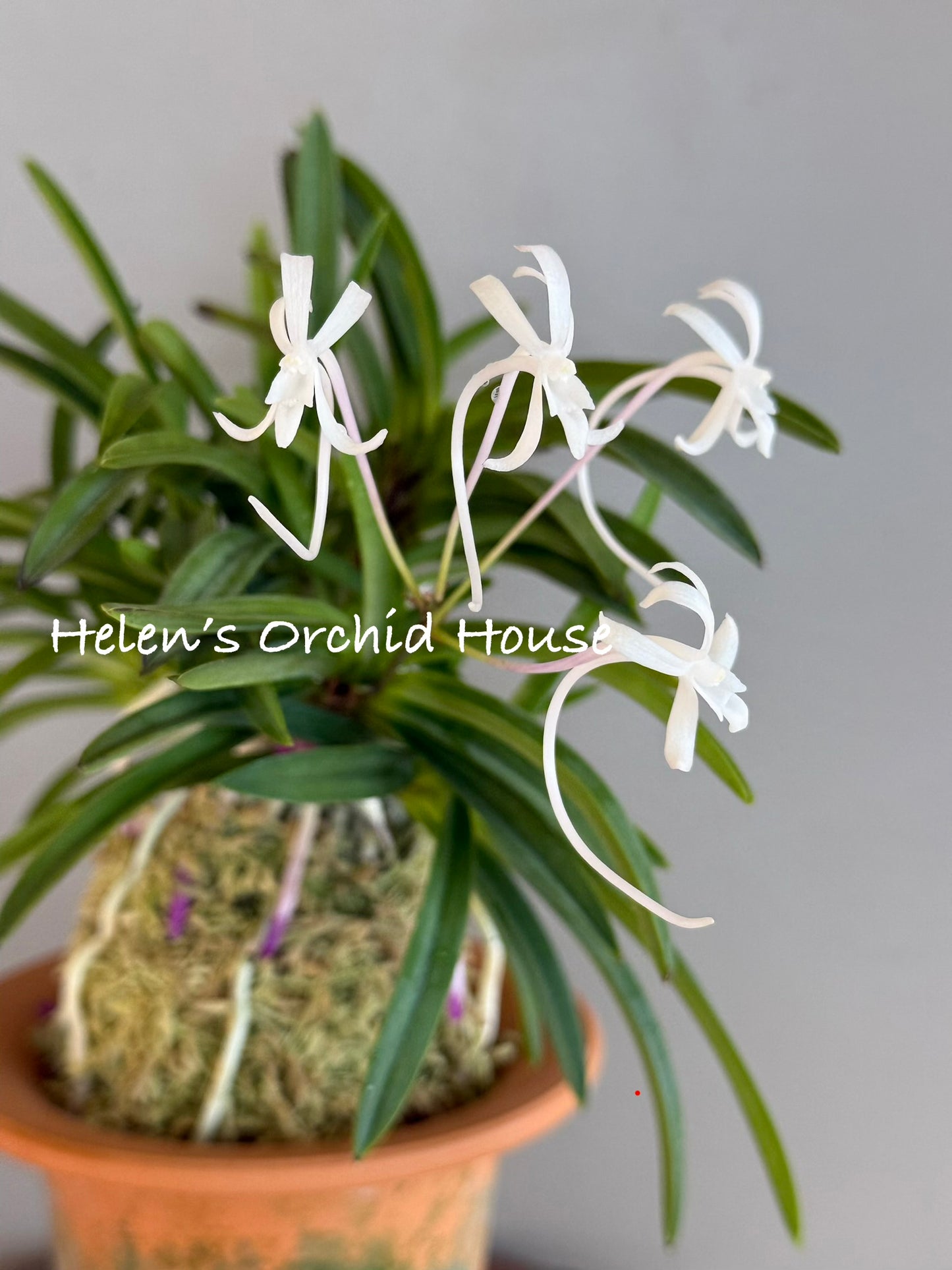 Neofinetia falcata Homeiden 豊明殿
