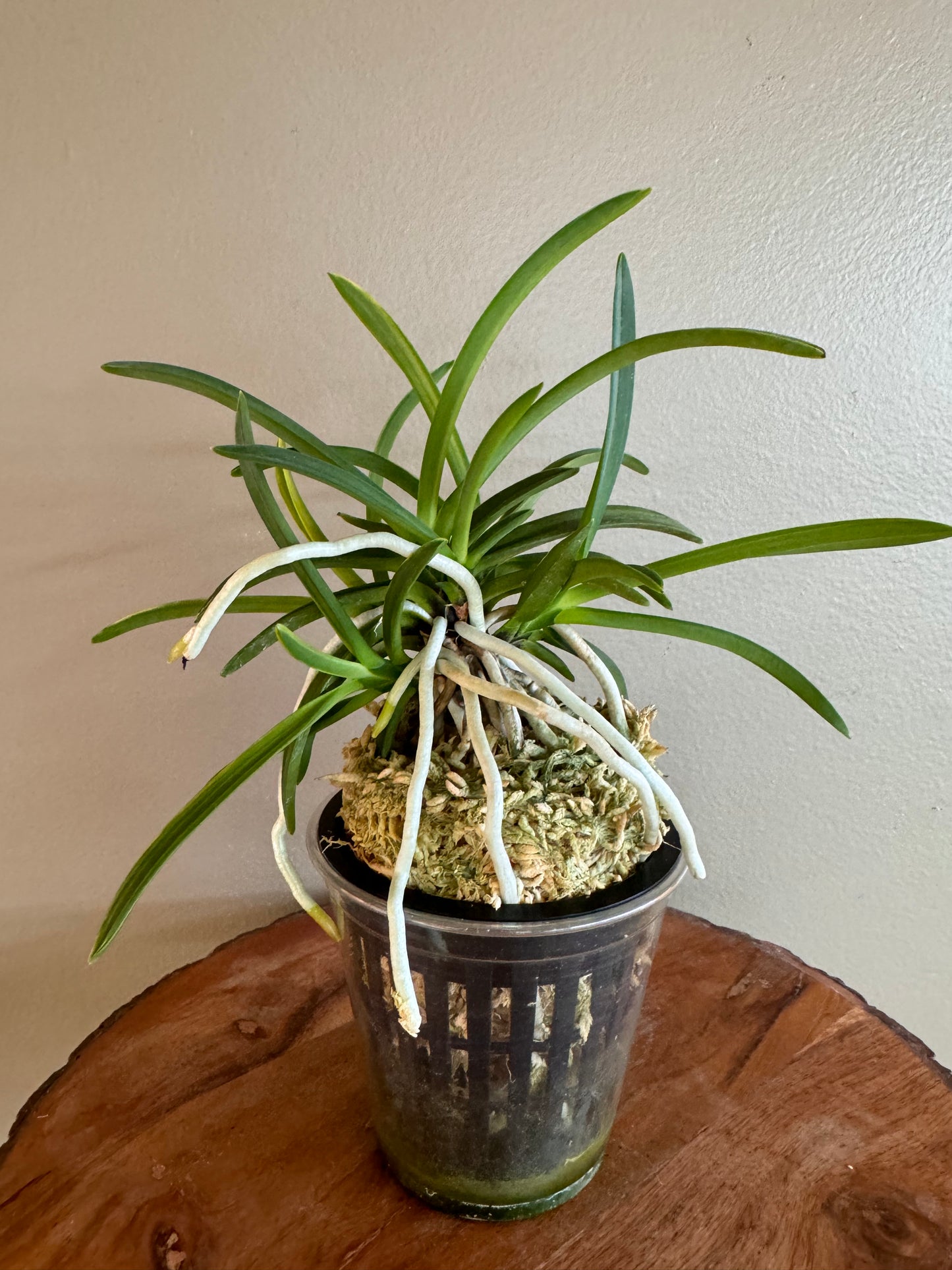 mNeofinetia falcata Fugaku 富嶽