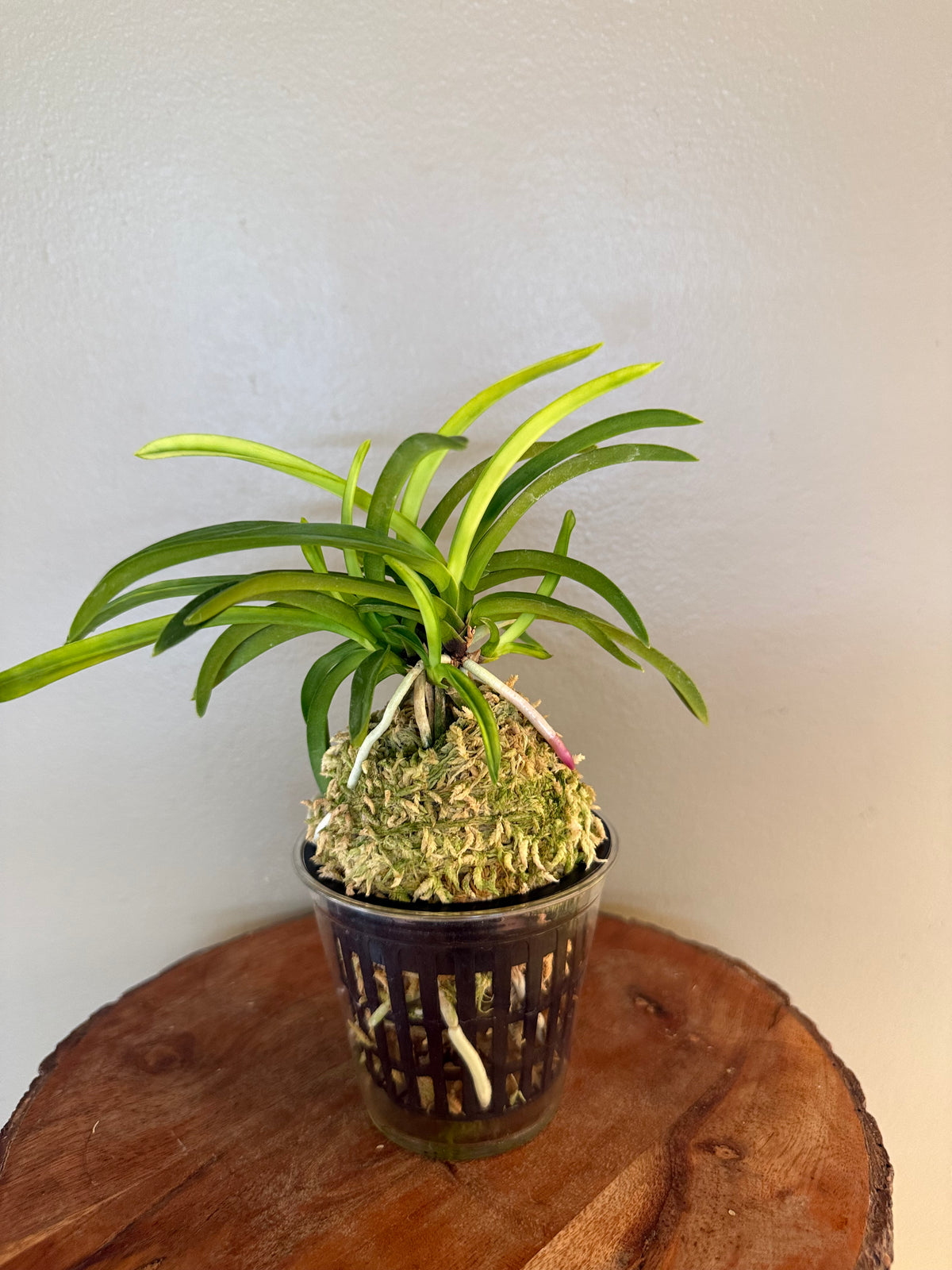 Neofinetia falcata Ooawaumi 大淡海(Ruby root)
