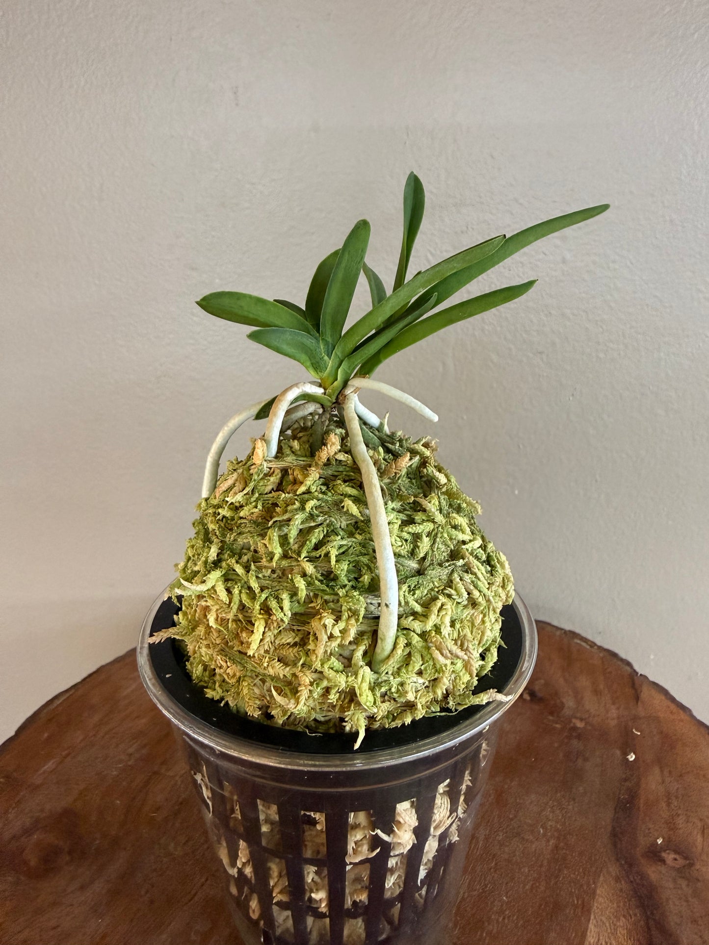 Neofinetia falcata Kajakumaru 孔雀丸