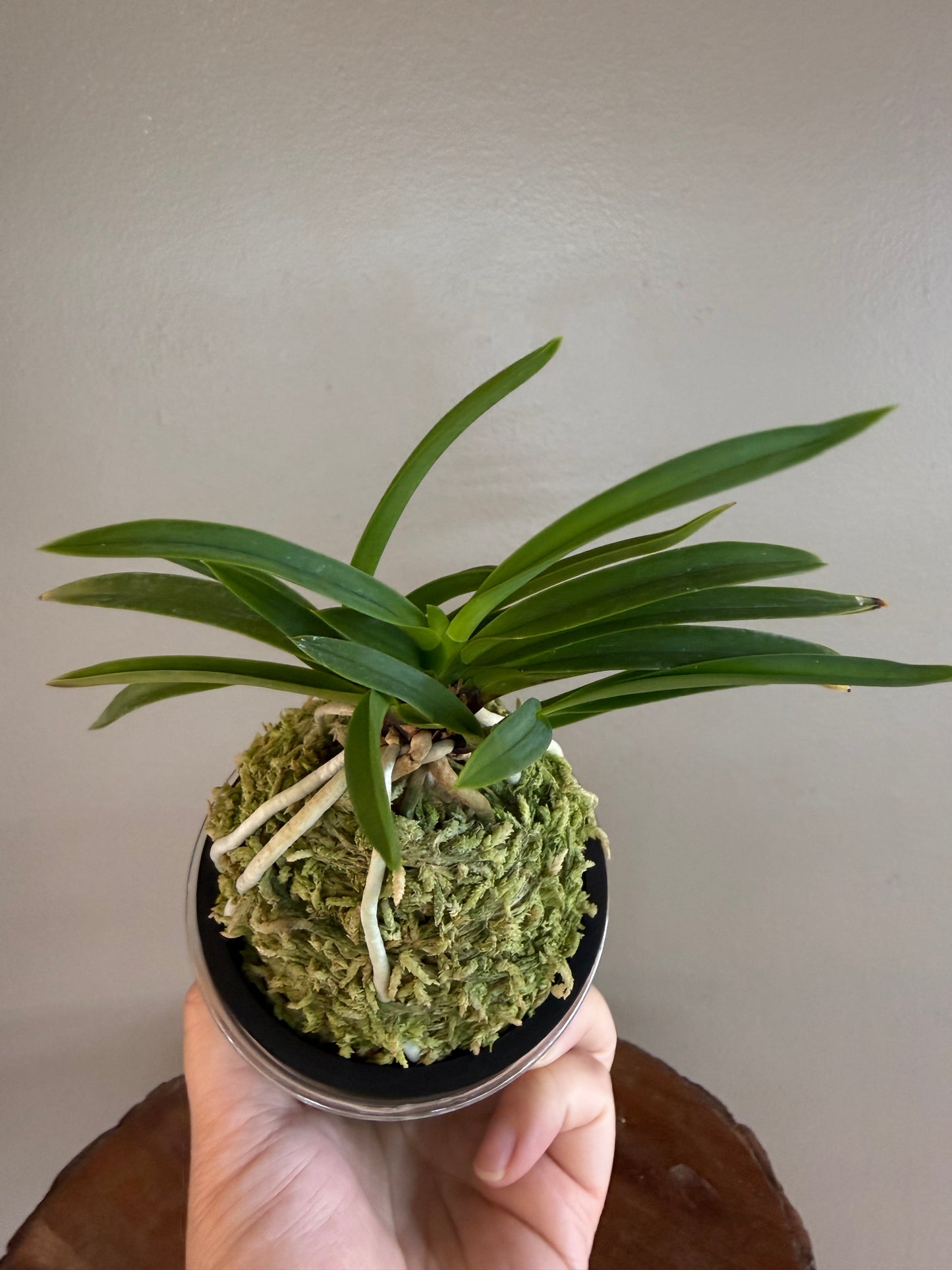 Neofinetia falcata Shutenno 朱天王
