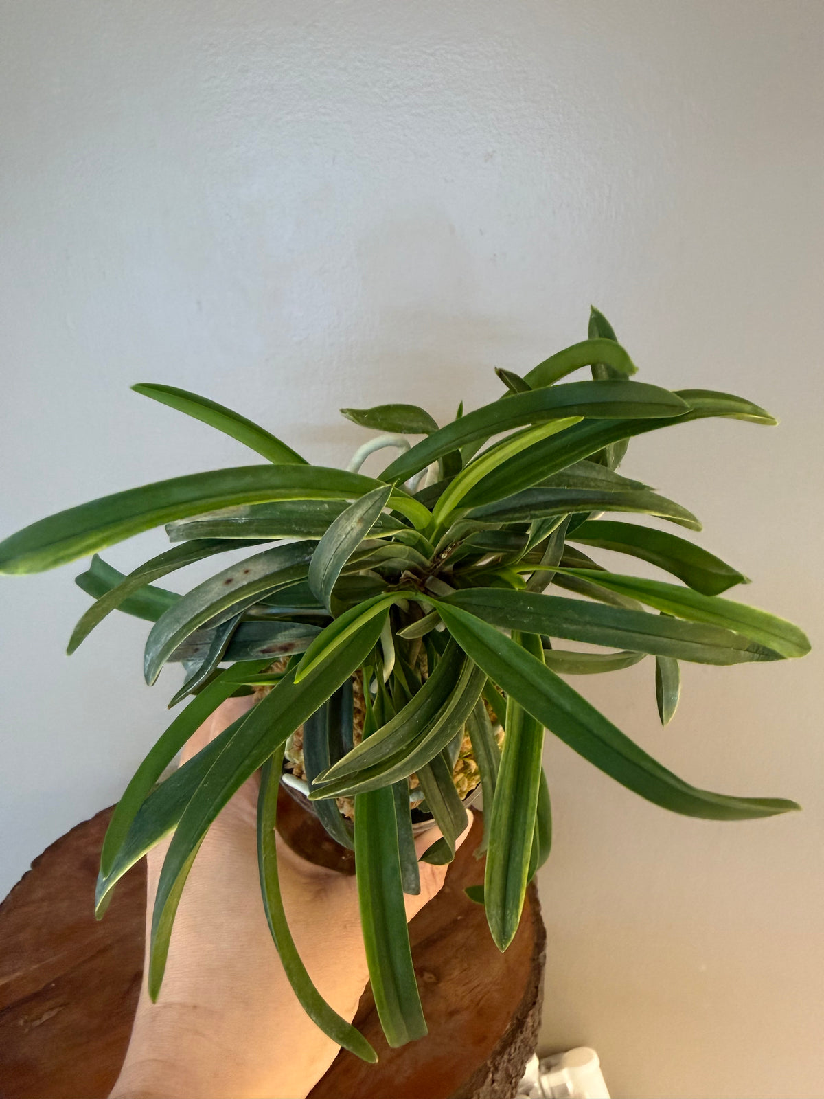 Neofinetia falcata Fugaku 富嶽