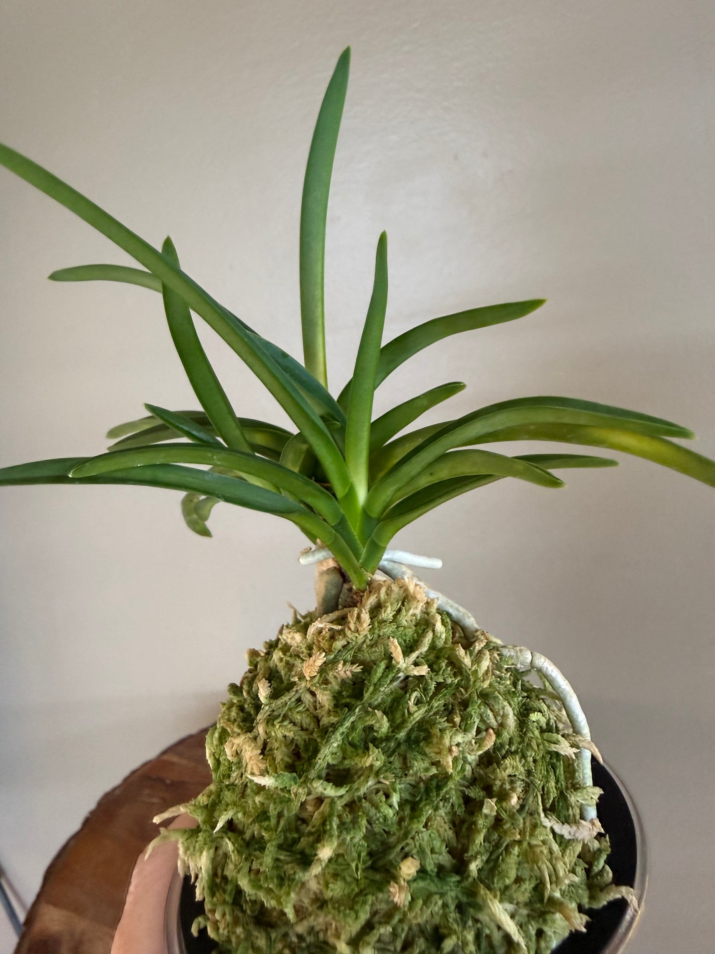 Neofinetia falcata Jitsugekko 日月光