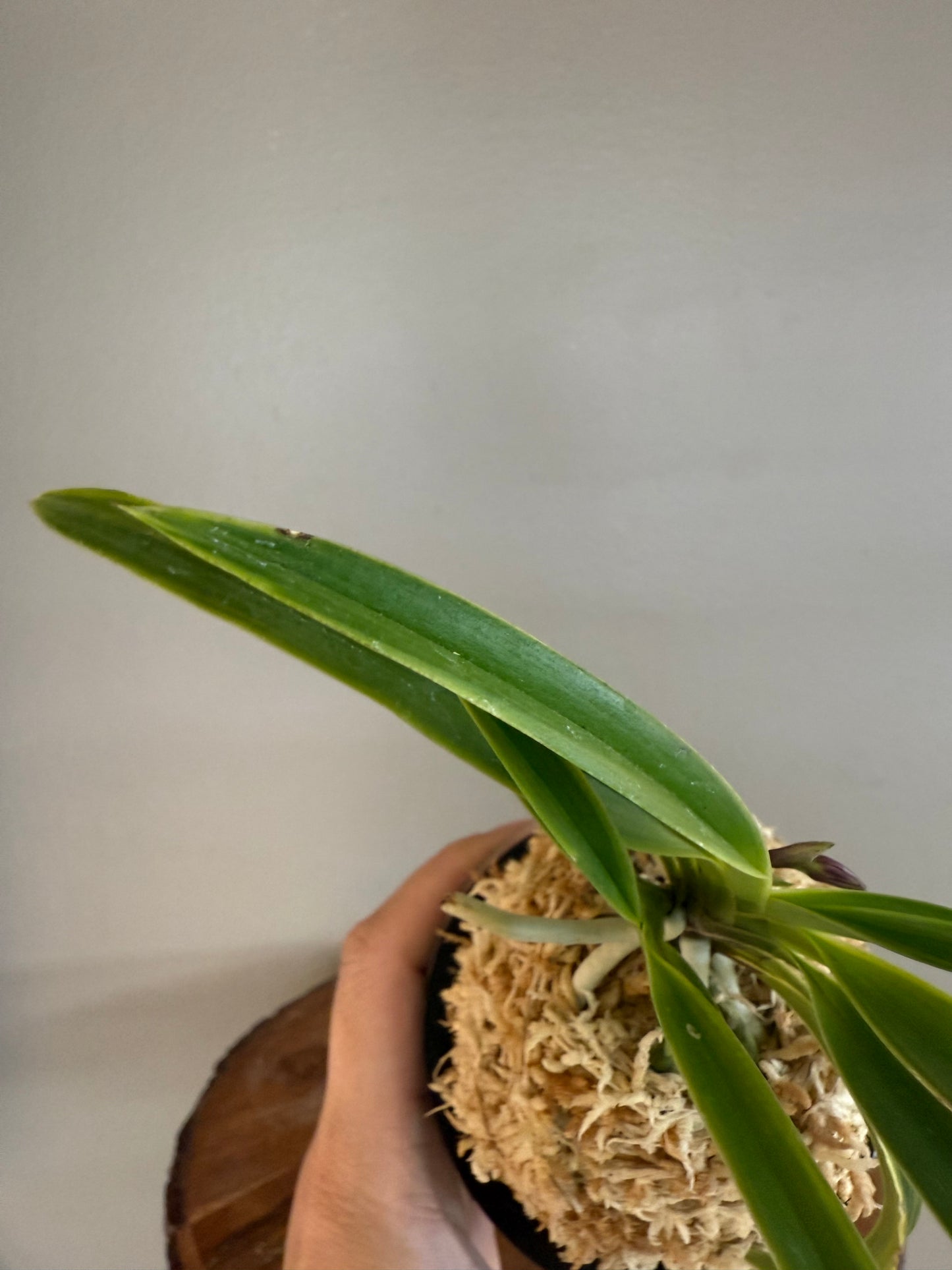 Neofinetia falcata Seoljungsong 雪中松