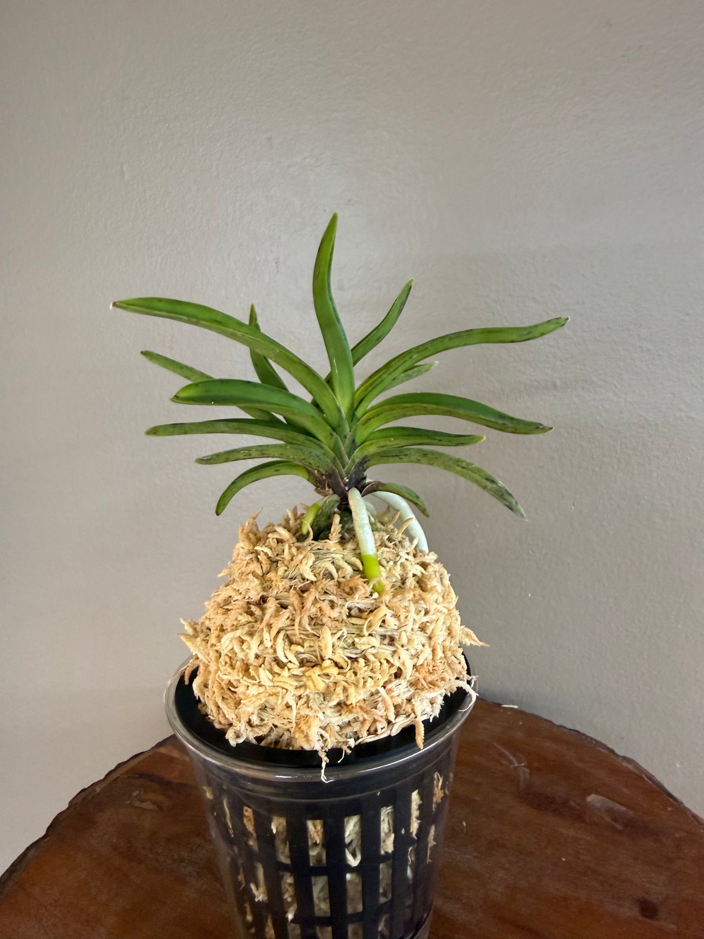 Neofinetia falcata Kouya 荒野