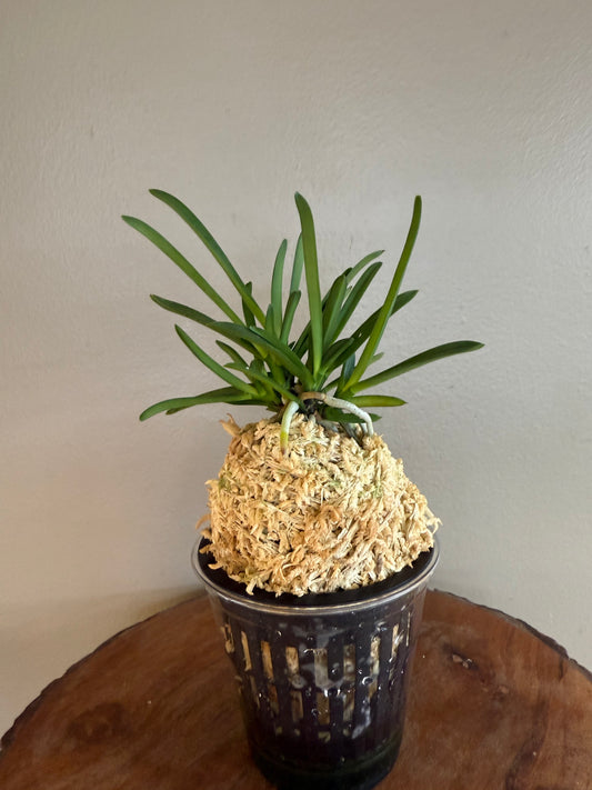 Neofinetia falcata Yamahoko 山鉾