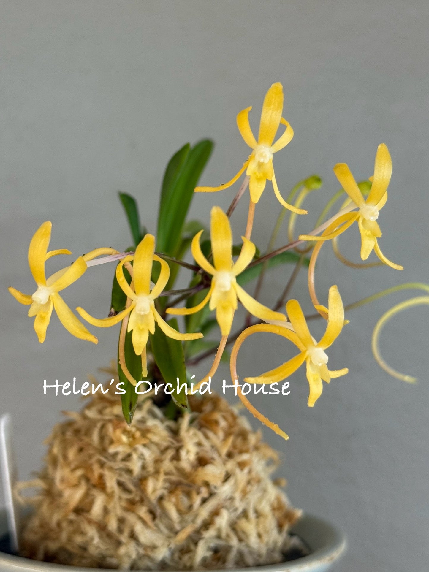 Neofinetia falcata Kibana 黃花