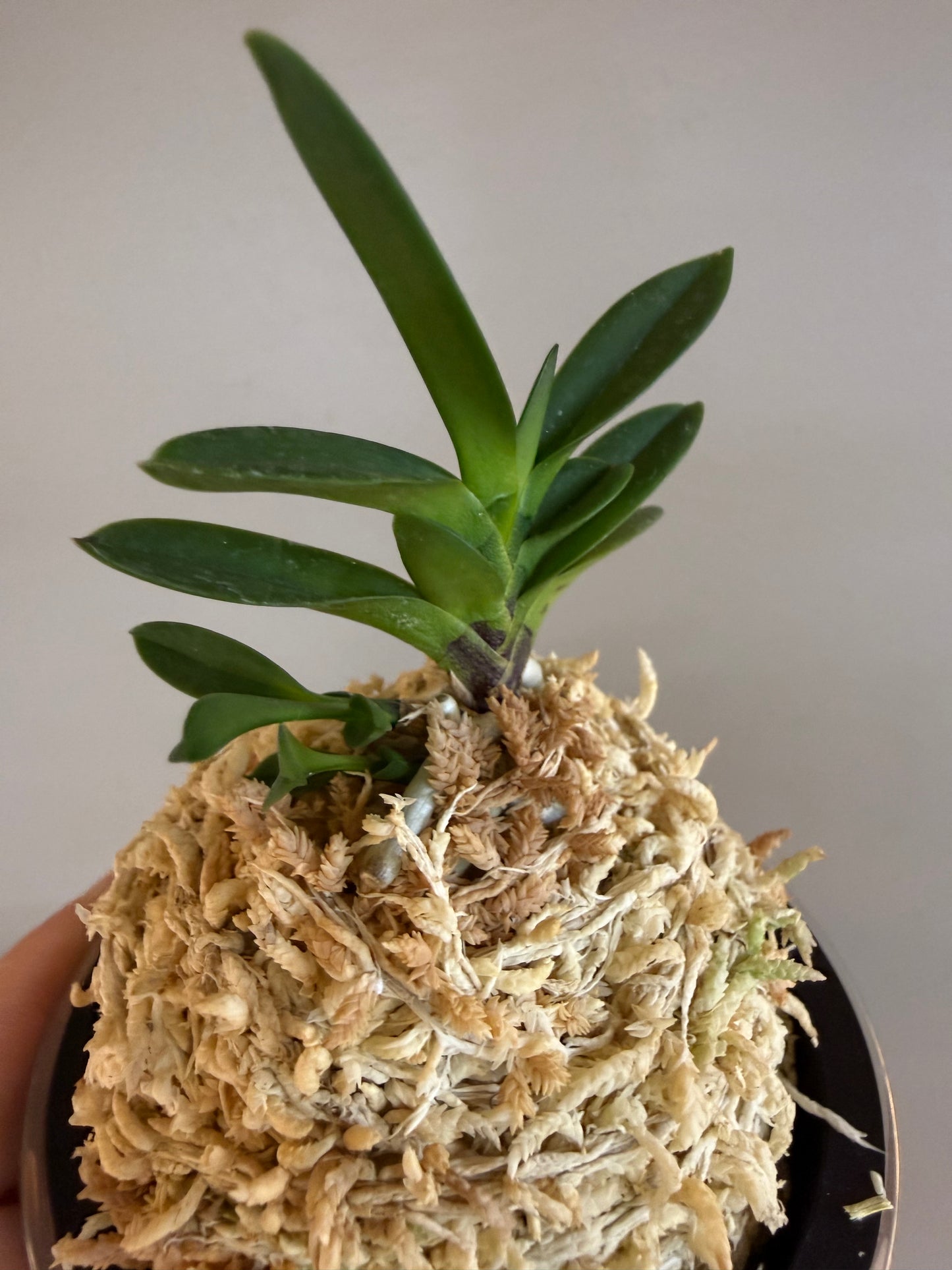 Neofinetia falcata Tamakongo 玉金剛
