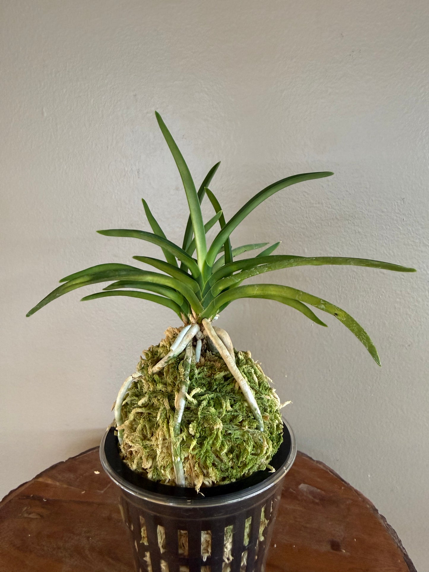 Neofinetia falcata Jitsugekko 日月光