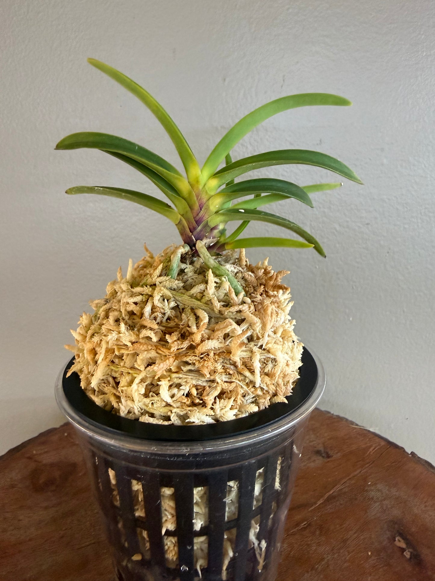 Neofinetia falcata Shingetsu 真月