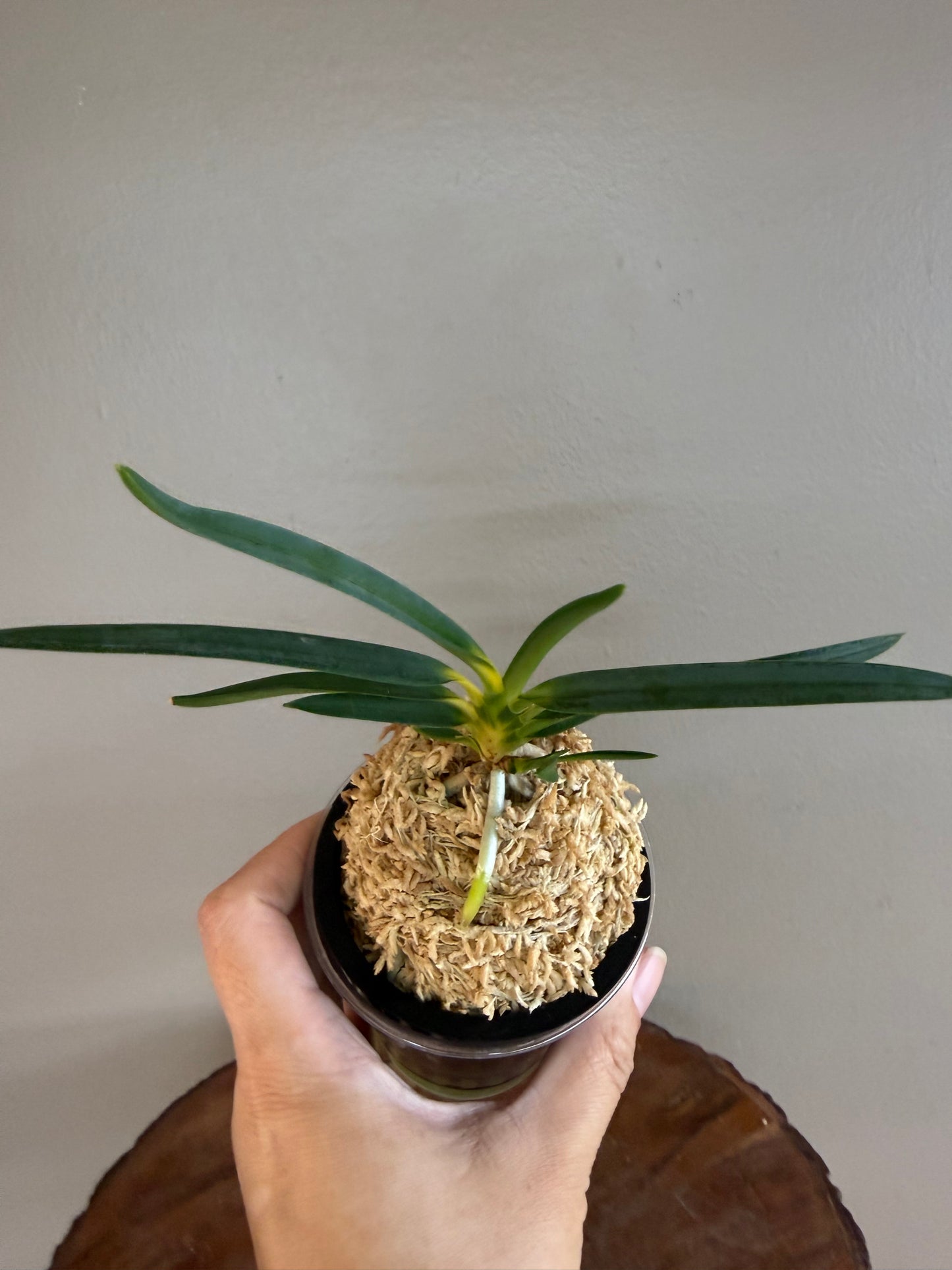 Neofinetia falcata Shinkiro 蜃気楼