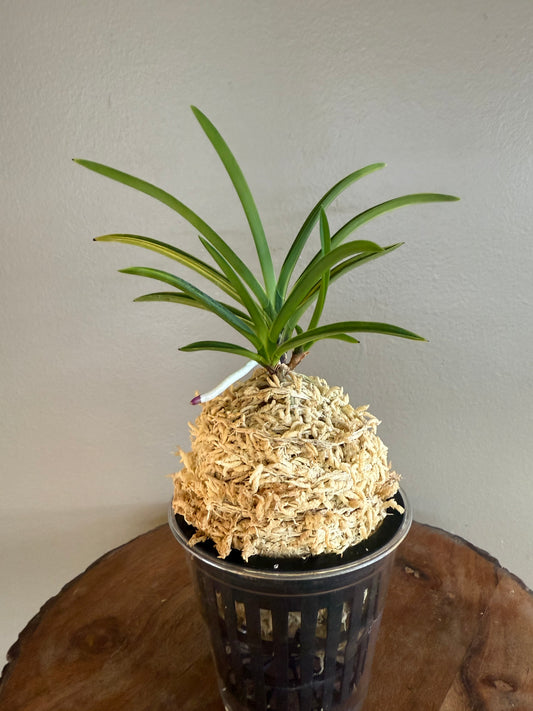 Neofinetia falcata Asahiden 朝日殿