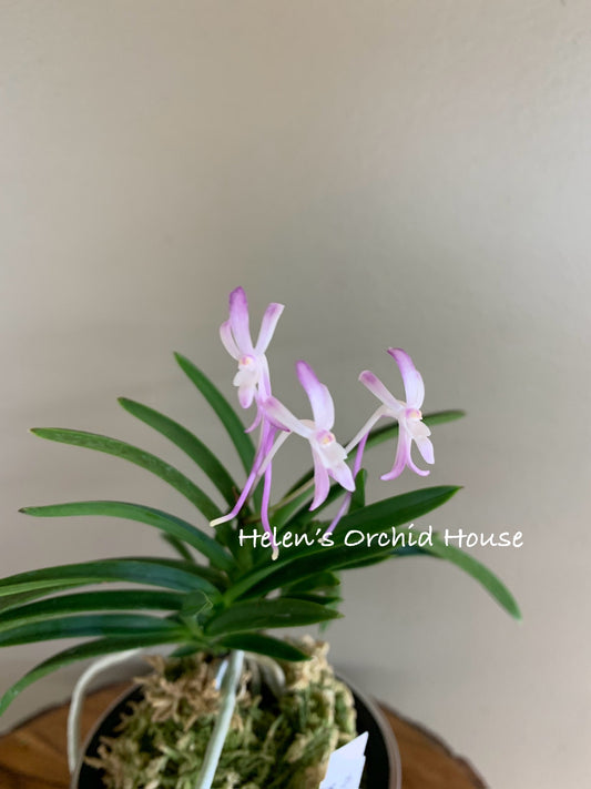 Neofinetia falcata Murasakitaishi 紫大師