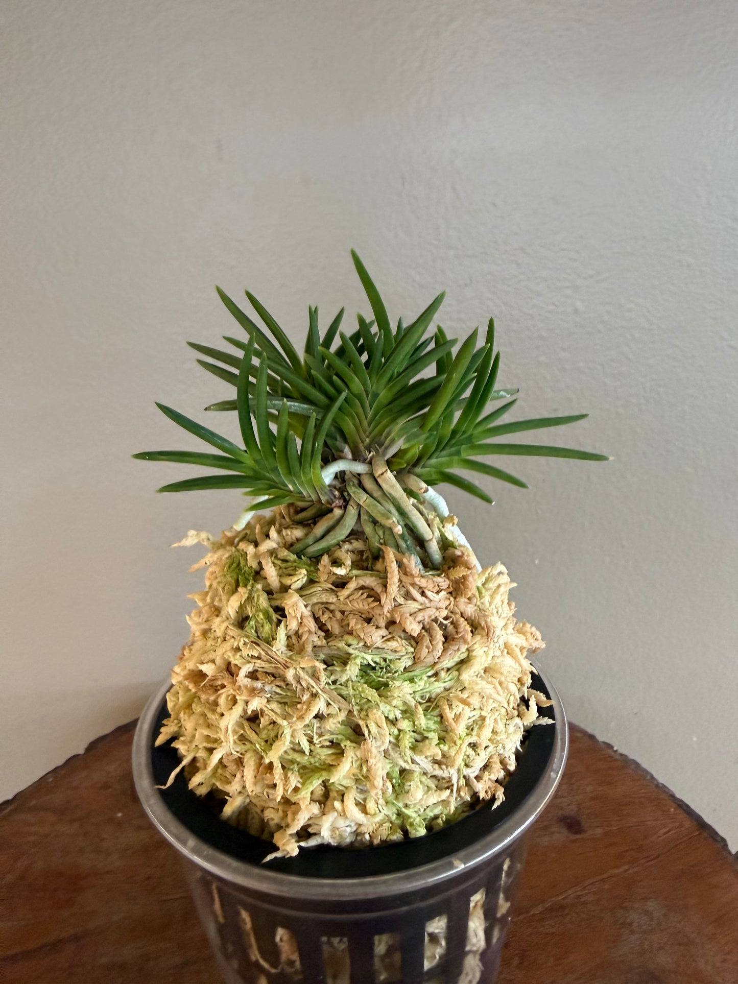 Neofinetia falcata Maiougi 舞扇