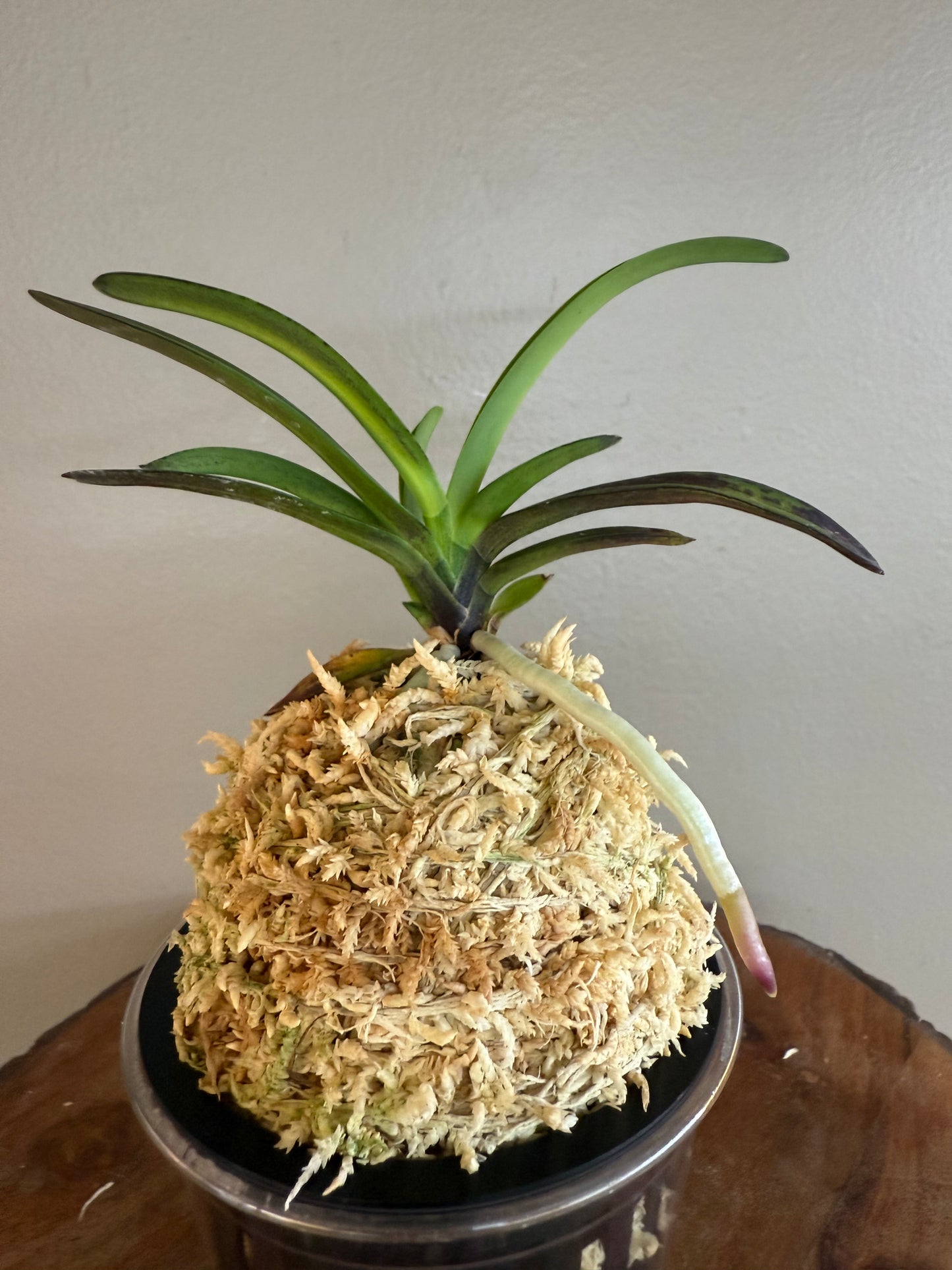 Neofinetia falcata Mikado 帝
